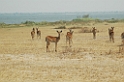 Uganda Kob